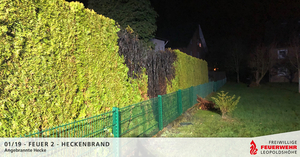 Angebrannte Hecke