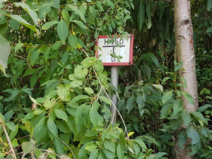 Hydrantenschild zugewachsen